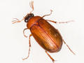 Serica brunnea